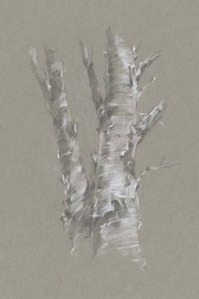 Framed Chalk Birch Study I Print