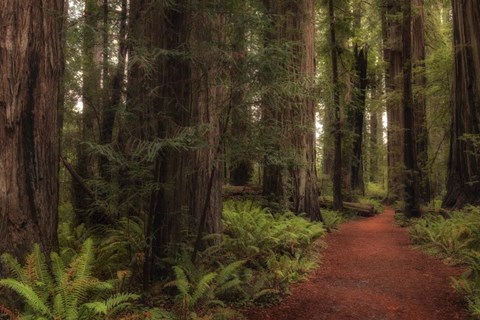 Framed Walk in the Woods I Print