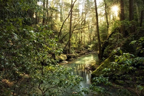 Framed Filtered Light II Print