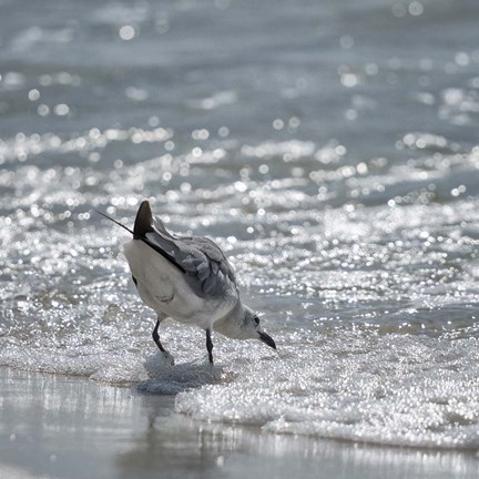 Framed Bottoms Up Print