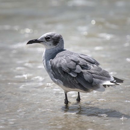 Framed Knee Deep Print