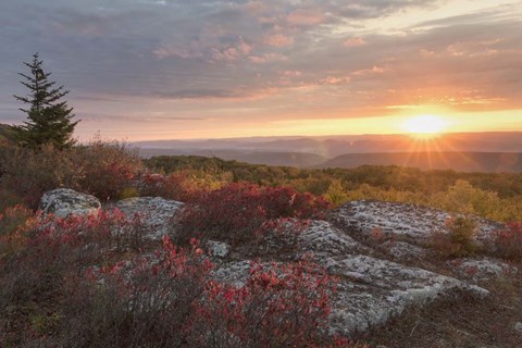 Framed Good Morning Print