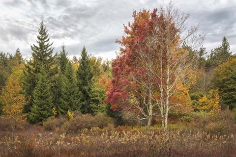 Framed Woodland Variety Print