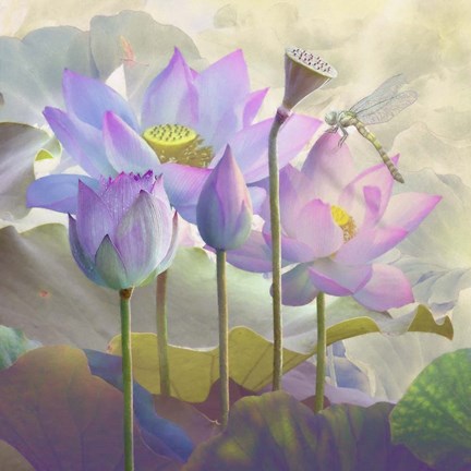 Framed Lotus Sanctuary I Print