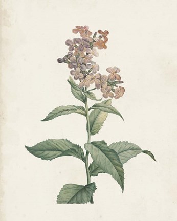 Framed Classic Botanicals II Print