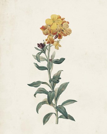 Framed Classic Botanicals III Print