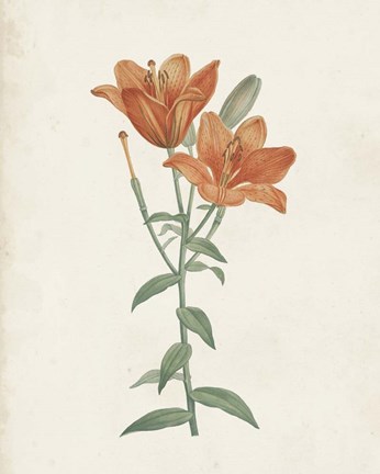 Framed Classic Botanicals V Print