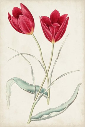 Framed Antique Botanical Collection III Print