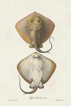 Framed Antique Rays I Print