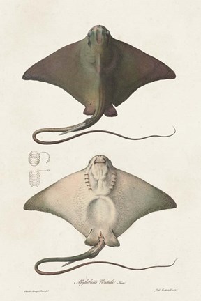 Framed Antique Rays IV Print