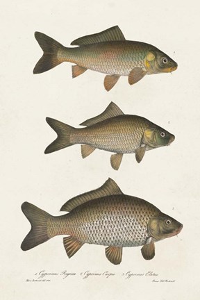 Framed Species of Antique Fish I Print