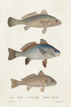Framed Species of Antique Fish III Print