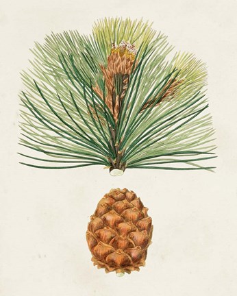 Framed Antique Pine Cones II Print