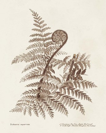 Framed Sepia Fern Varieties I Print