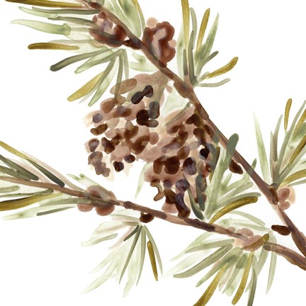 Framed Simple Pine Cone II Print