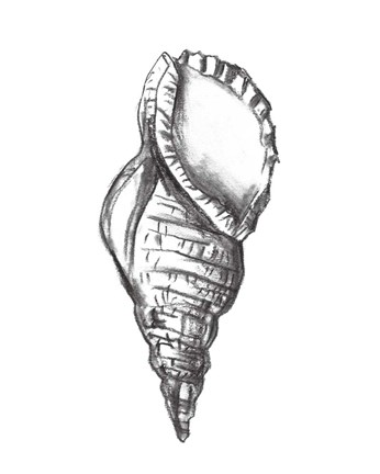 Framed Seashell Study III Print