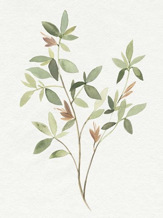 Framed Single Sprig I Print