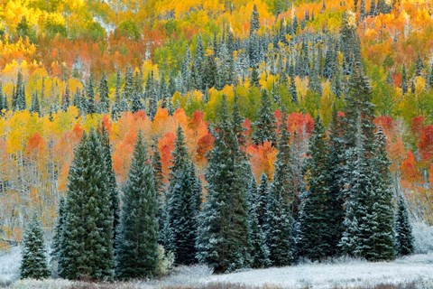 Framed Christmas Trees Print