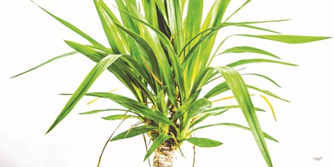 Framed Leafy Days Print