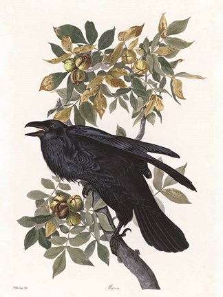 Framed Vintage Crow 2 Print