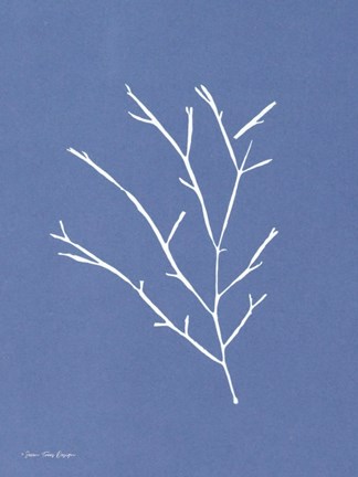Framed Blue Botanical III Print