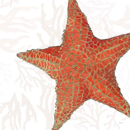 Framed Shimmering Shells XIII Print