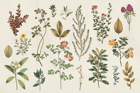 Framed Victorian Garden III Autumn Print