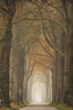 Framed Beech Lined Road Print