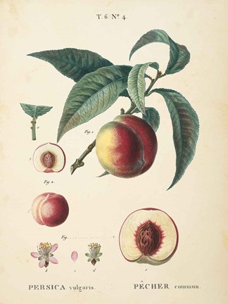 Framed Peaches II Print