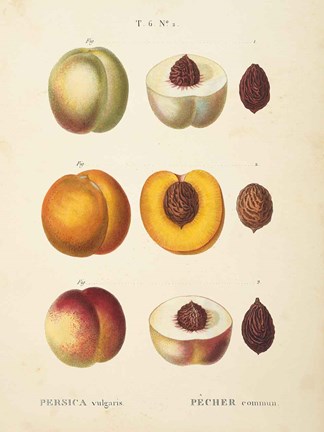 Framed Peaches I Print