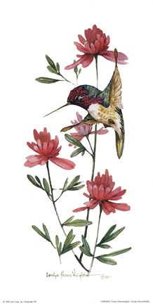 Framed Costa&#39;s Hummingbird Print