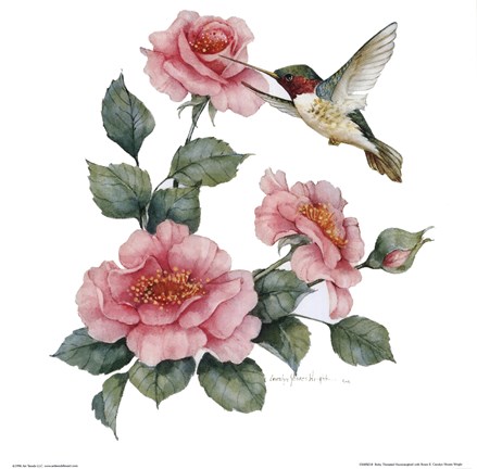 Framed Ruby Throated Hummingbird W Roses II Print
