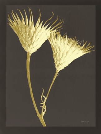 Framed Forms in Nature 2 Print