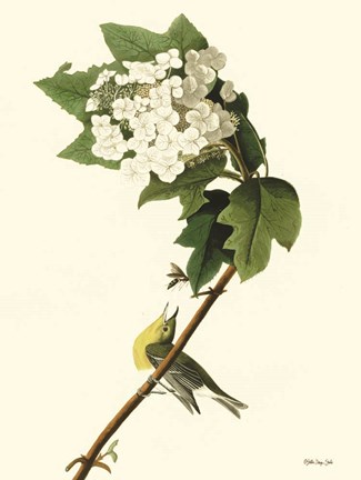 Framed Vintage Bird 3 Print