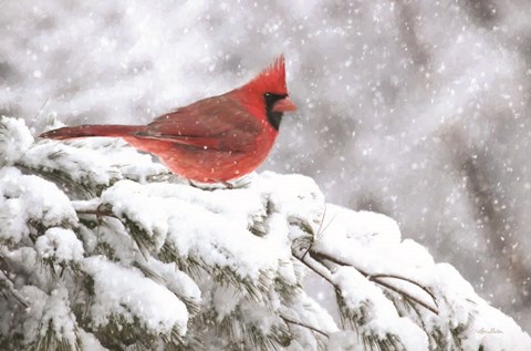 Framed Winter Cardinal Print