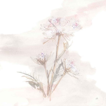 Framed Queen Annes Lace IV Print