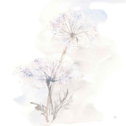 Framed Queen Annes Lace III Print