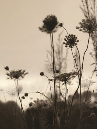 Framed Queen Anne Silhouettes Print