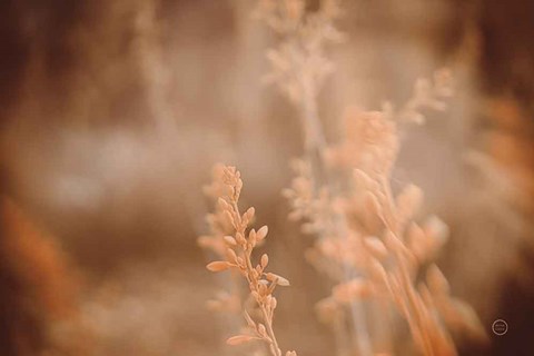 Framed Texas Wild Print