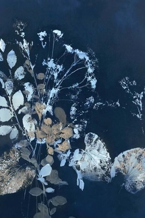 Framed Pure Nature 7 Print