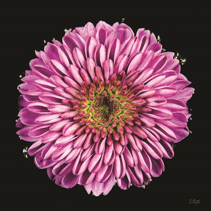 Framed Purple Gradient Print