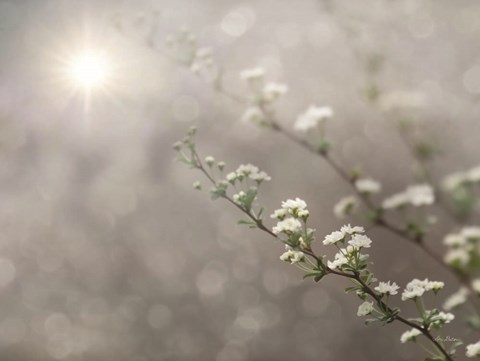 Framed Floral Dreams Print