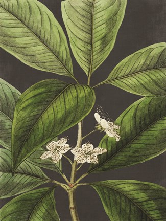 Framed Grand Leaves Print