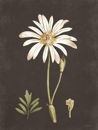 Framed Naturalist Bloom Study Print