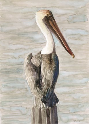 Framed Brown Pelican 1 Print
