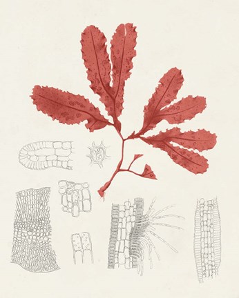 Framed Vintage Coral Study II Print