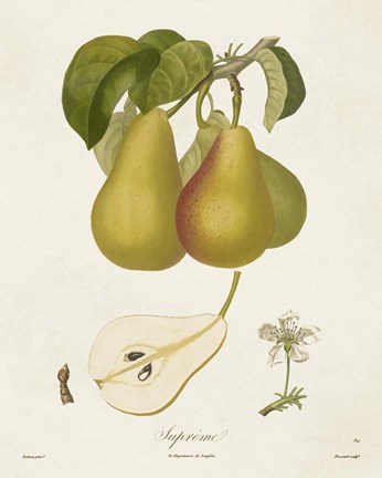 Framed Vintage Pears V Print