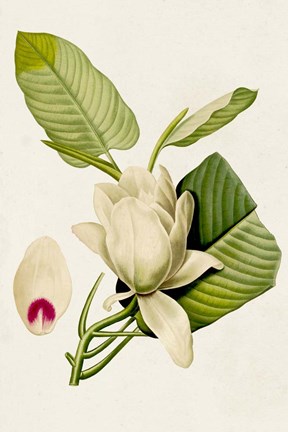 Framed Magnolia Flowers II Print