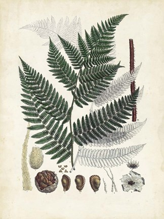 Framed Collected Ferns IV Print