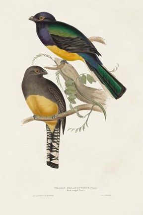 Framed Elegant Trogons III Print